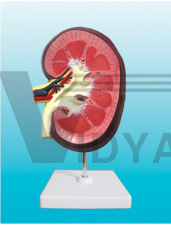 The dissection model of kidney